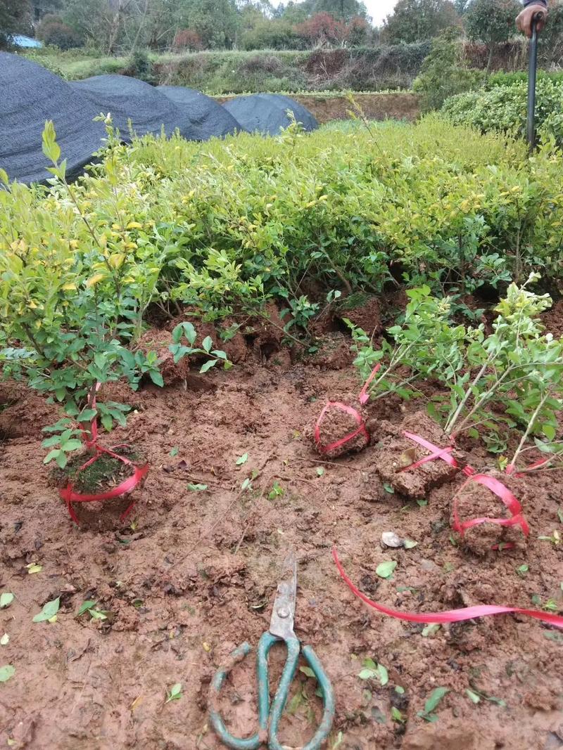 一站式園林綠化服務 挖機出租與苗木出售，打造綠色城市新名片